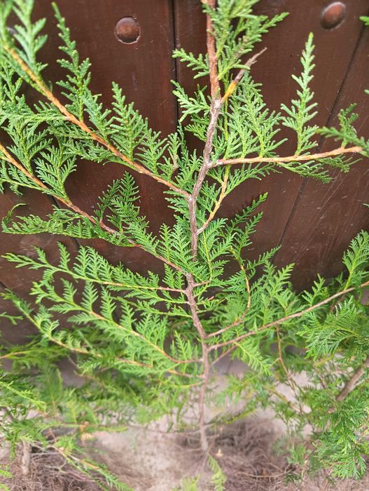 Thuja brabant. 80 - 120 cm Żywopłot