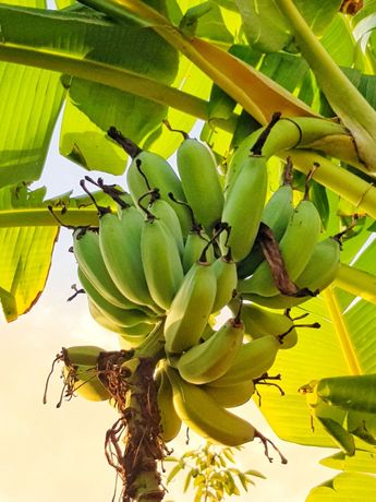 Bananeiras da Madeira