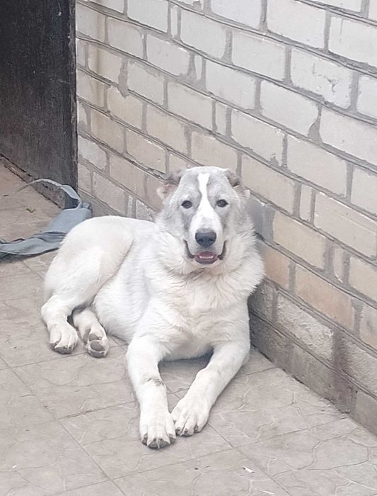 Щенок алабая 6 месяцев