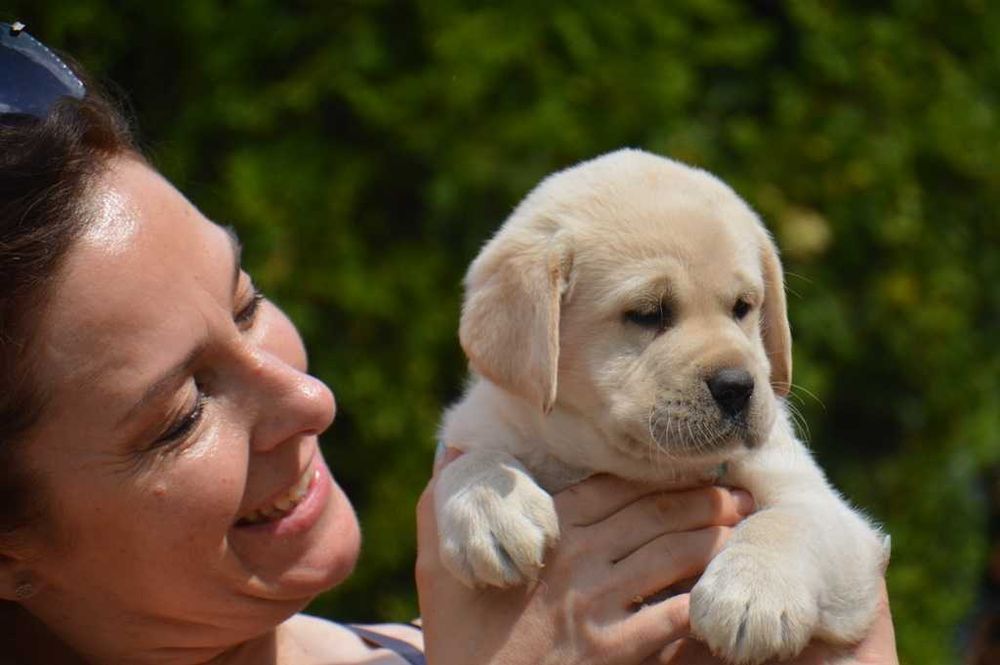 labrador retriever