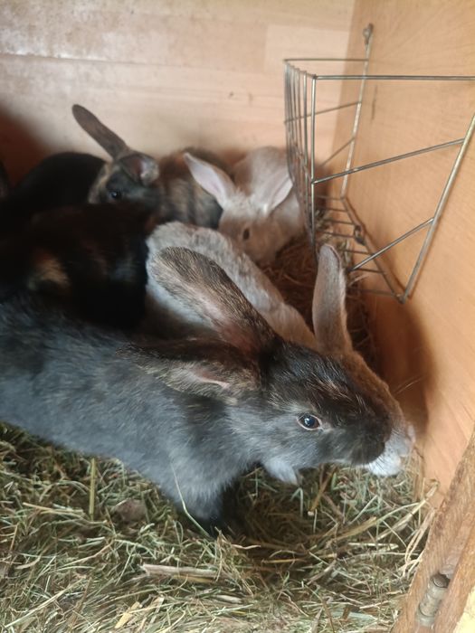 Króliki chodowlane młode