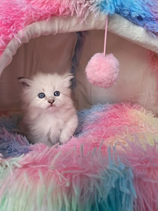 Kochany kocurek Alvaro 17 gotowy na zmianę domku