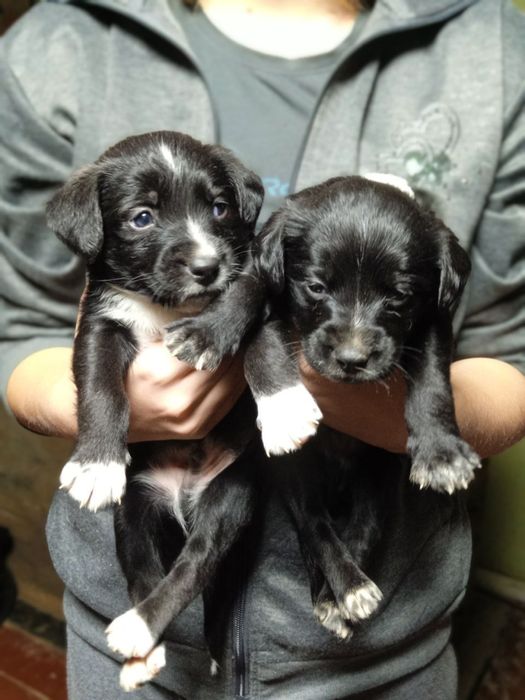 Цуценя в добрі руки