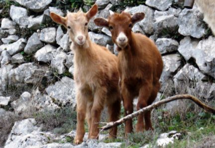 Vendem-se Cabras e Cabritos distrito de Viana do Castelo