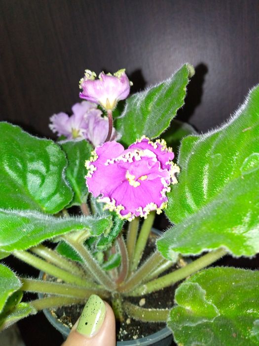 Трейлер. Фіалки. Сенполії