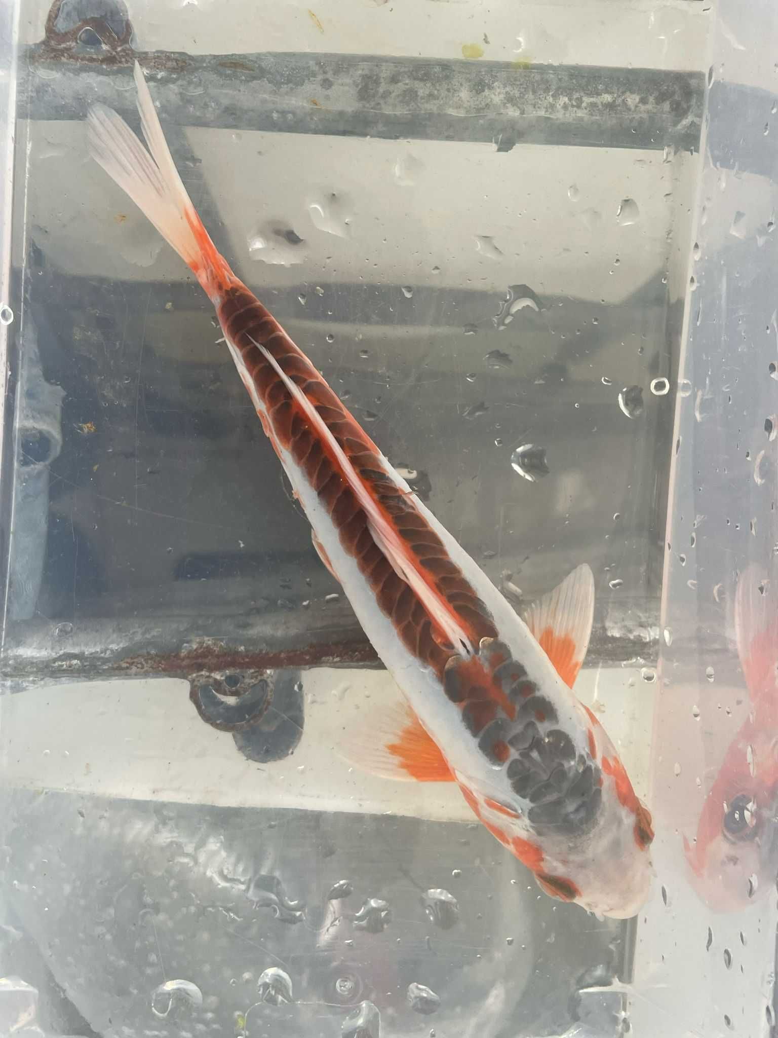 Carpa Koi Shusui – Seleção 15/18cm
