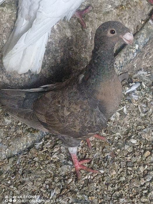 Pombos correio beleza Alemão