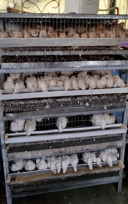 Распродажа перепела живым весом на мясо Техасец, фараон,феникс,смокинг