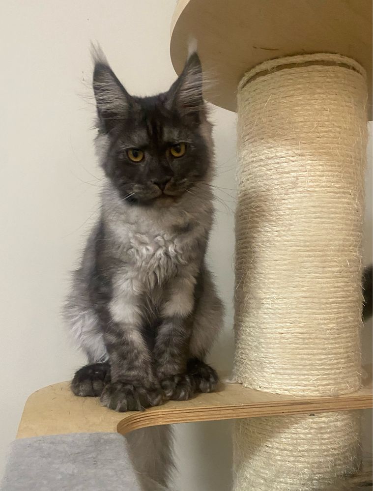 Maine Coon dymna kotka polydaktyl