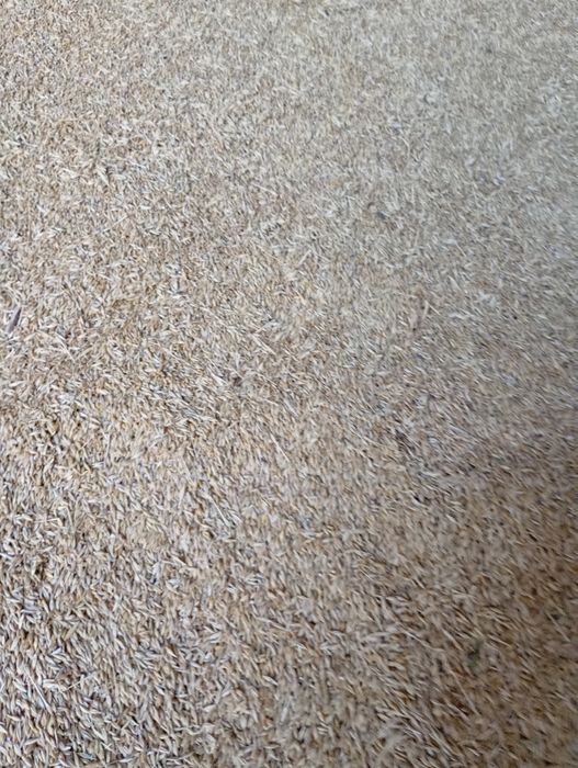 Продам зерно ячмінь