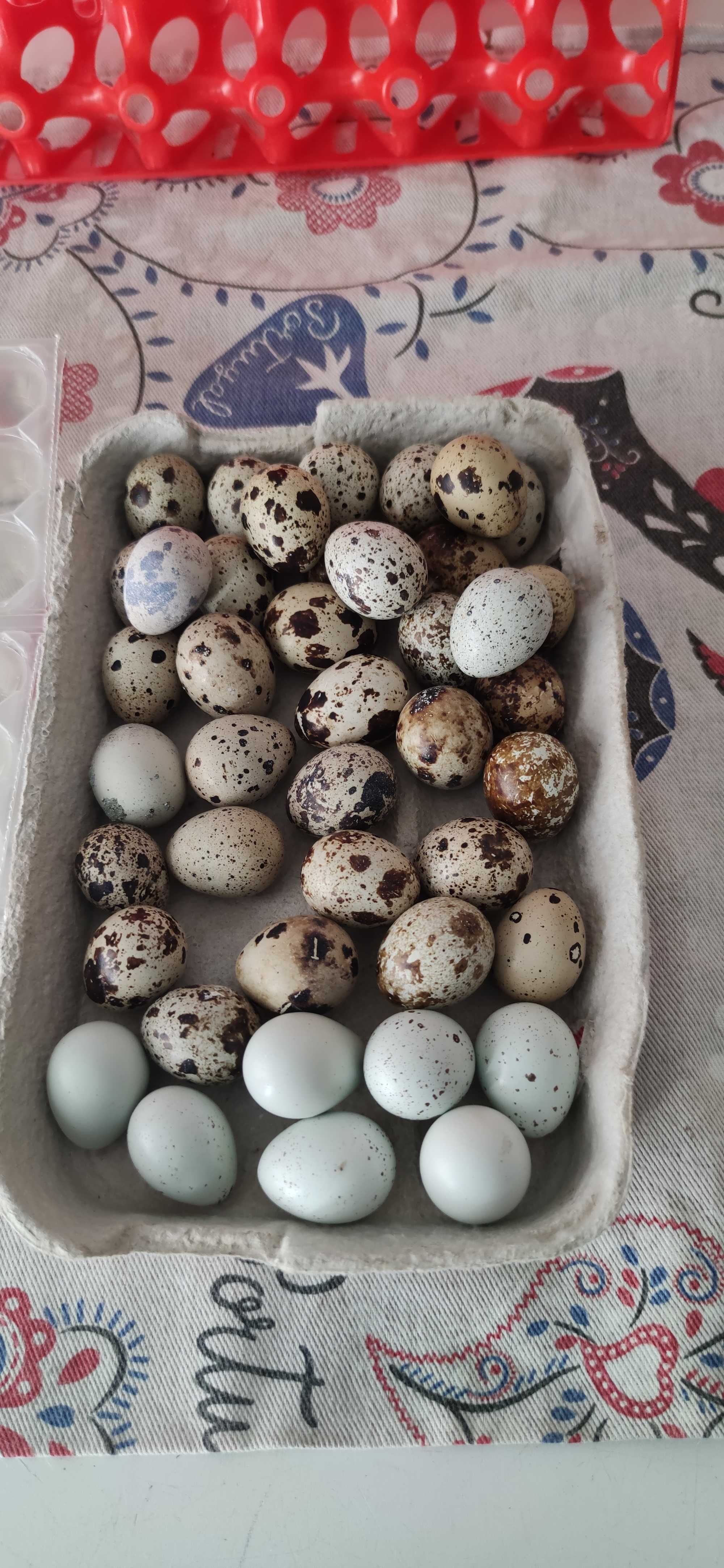 Ovos de codorniz para consumo ou incubação