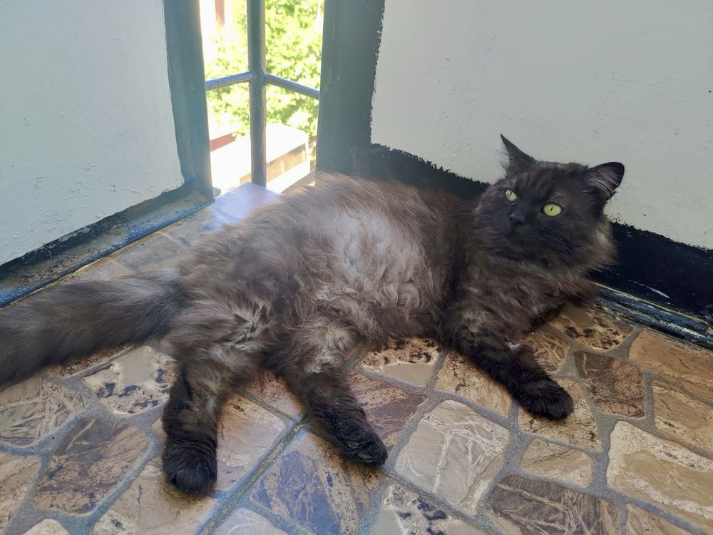 Котик молодий,ручний,кастрований,має всі вакцини