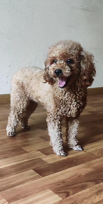 ‼️В разведение 1.4 года‼️