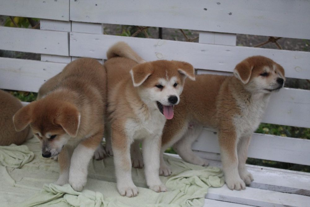 Чудові цуценята акіта іну КСУ.