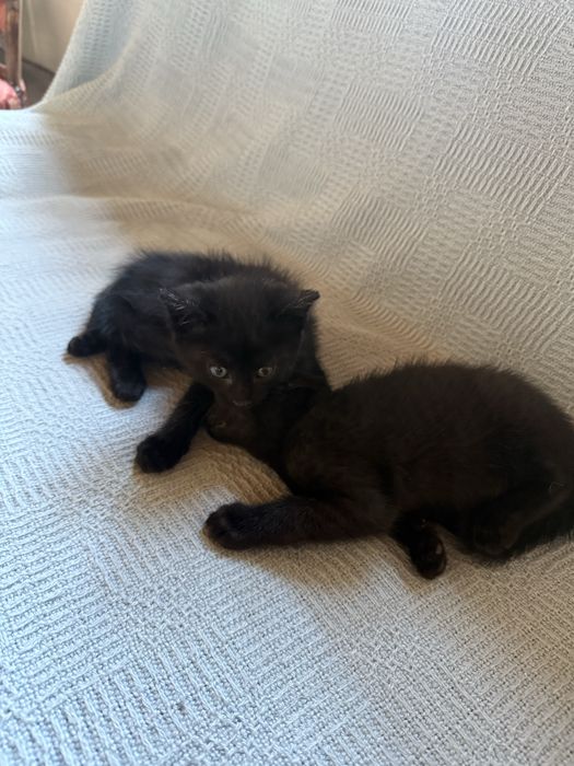 Koty Cale czarny czarne