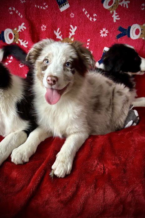 Border collie-suczka