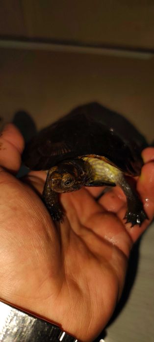 Żółw wodno lądowy białobrewy