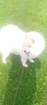 Sprzedam Suczke Samojed Samoyed
