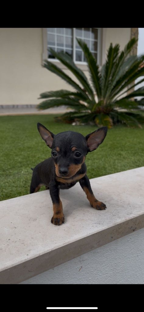 Pinscher  miniatura .. fêmea