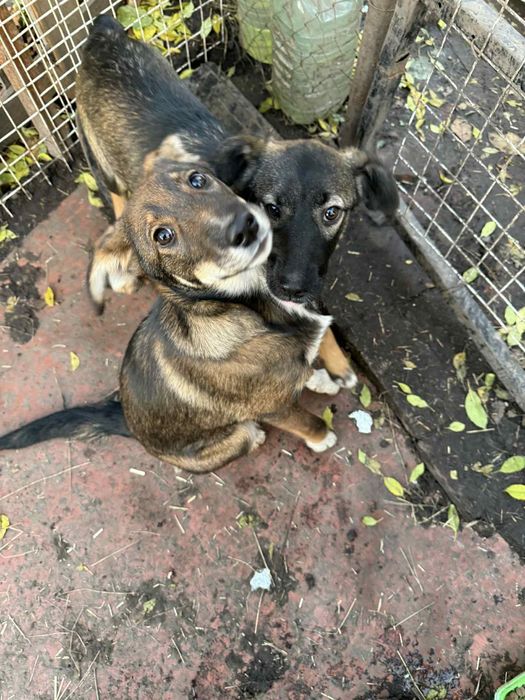 Стерилізовані дівчатка 5 місяців в добрі руки.