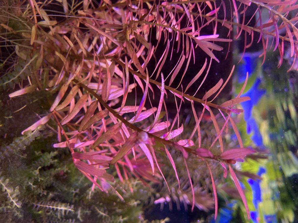 Rotala "Vietnam H'ra"