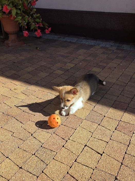 Welsh Corgi Pembroke Suczka ZKwP