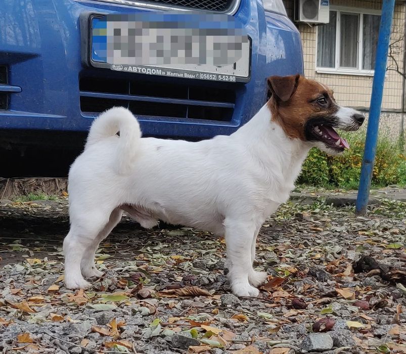 Джек рассел кобель для вязки