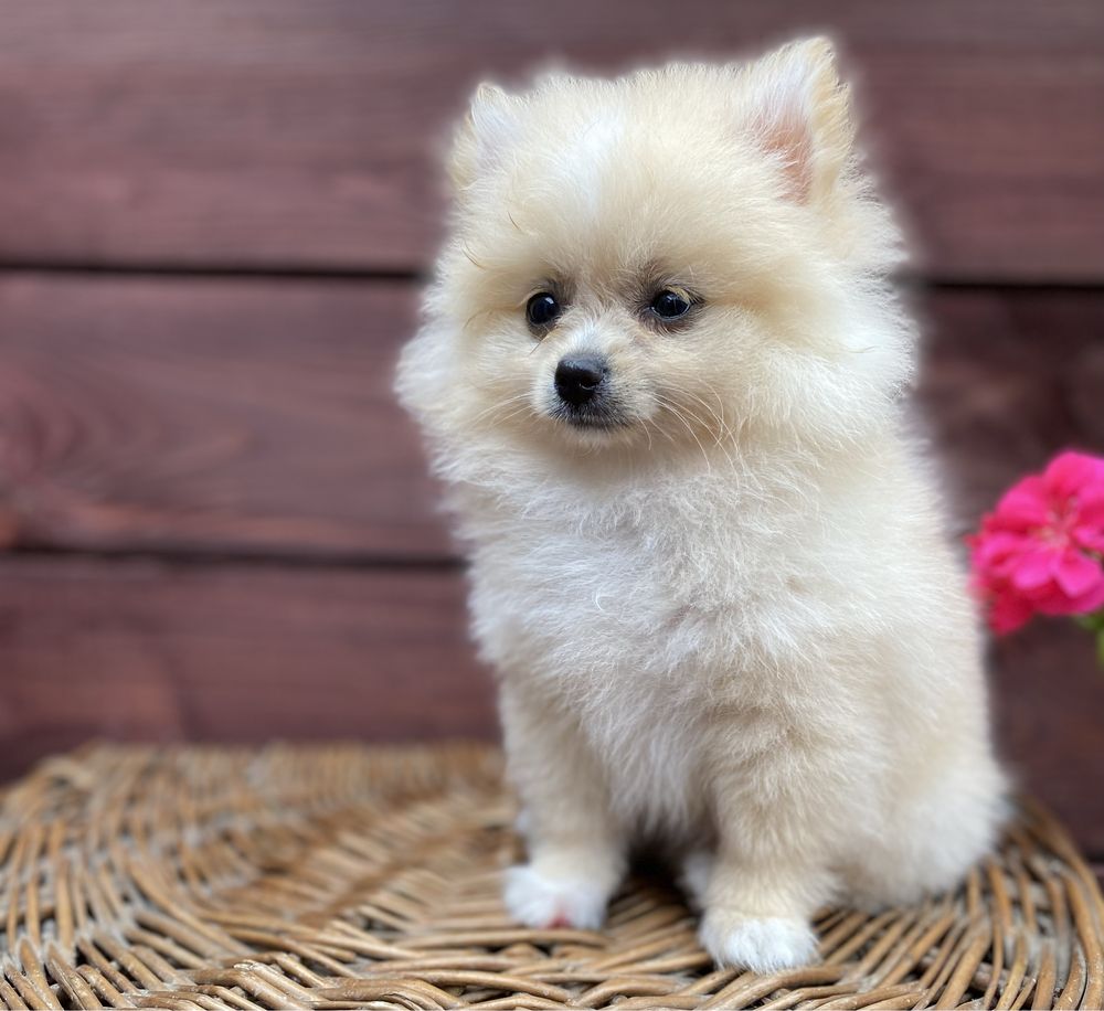 Pomeranian szpic miniaturowy