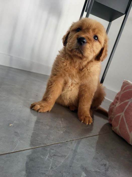 Chłopaki golden retriever ciemno złote