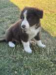 Border Collie czekoladowy .gotowy do odbioru