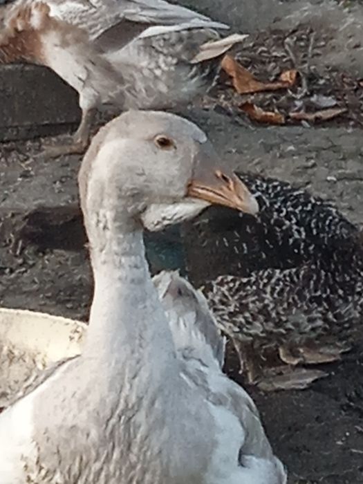 Gęsi cholmogory trzy gęsi i gajor