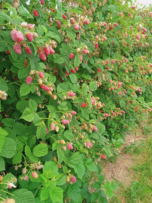 Sprzedam sadzonki malin letnich i jesiennych cena 1,20 zł. za sztukę.