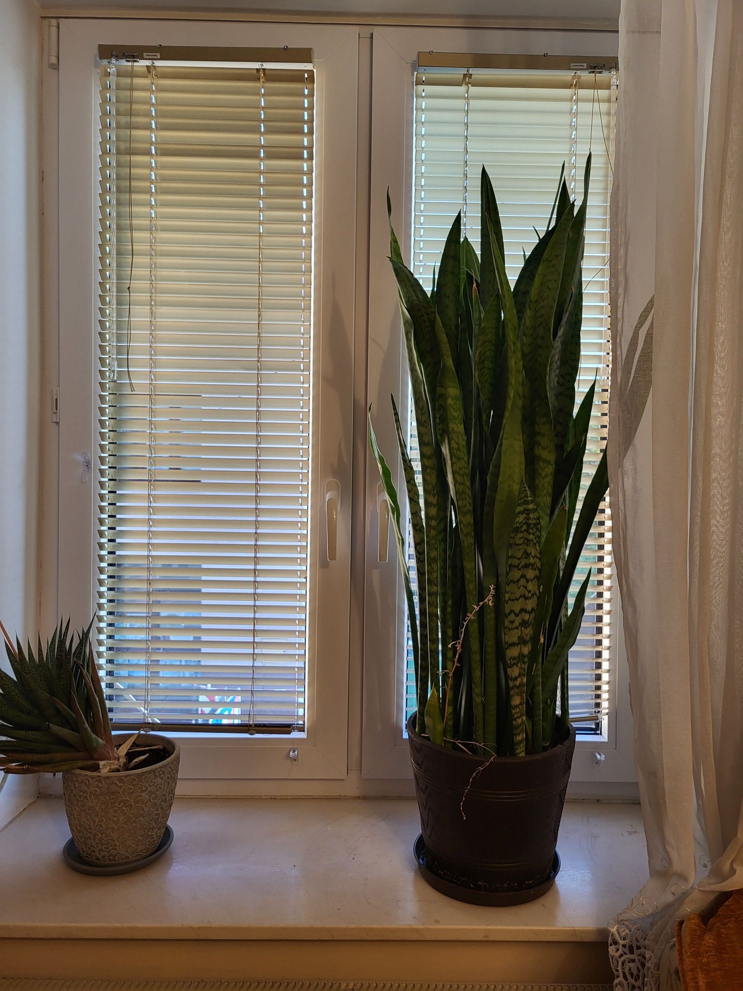 Sensiviera, wężownica 110 cm duża