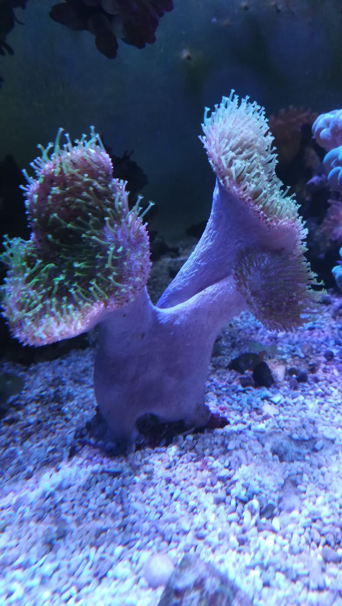 Morskie akwarium - starcophyton wielkopolipowy
