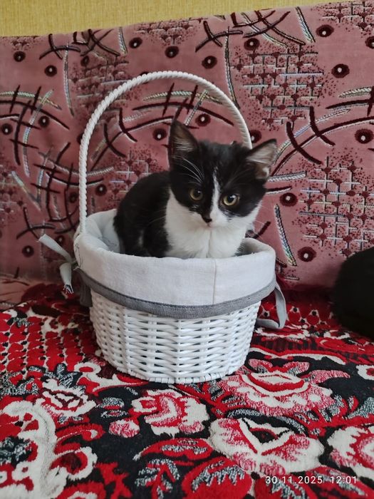 Віддам кошенят, котят