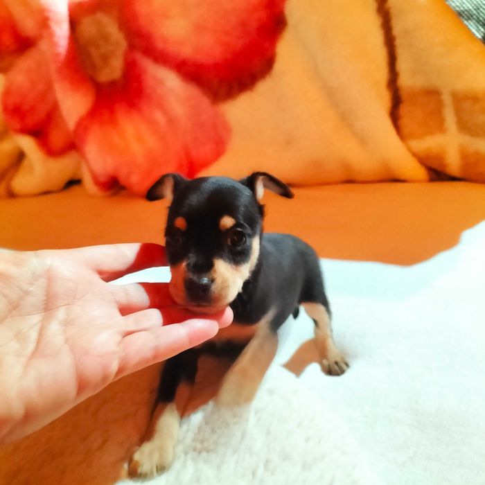 Pinscher macho belíssimo