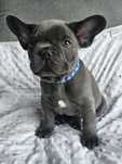 Buldog Francuski Blue z genem lilac samiec GOTOWY DO ODBIORU