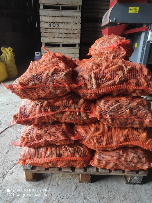 Marchew odpadowa brudna