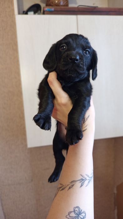 Щеночки от спаниеля