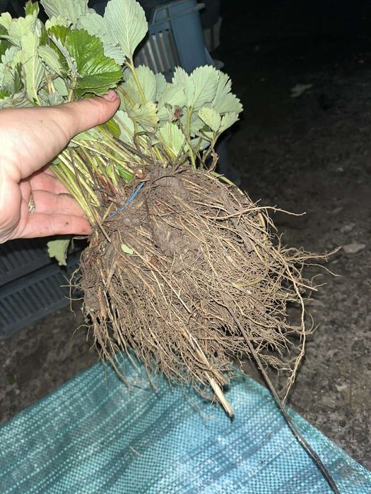 Саджанці Полуниці Копана Касета Малина Плодові дерева Рассада Клубники