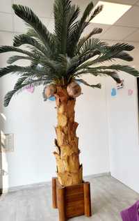 Palma Cykas z kokosami 290cm
