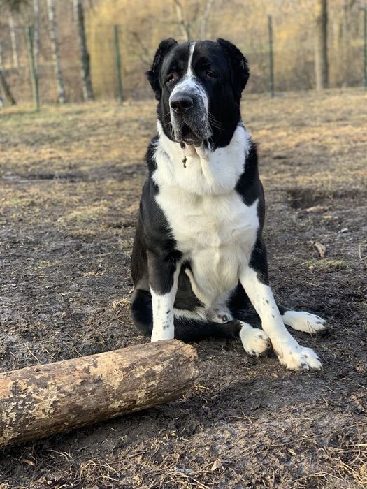 В'язка САВ алабай