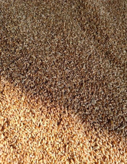 Ячмінь Пшиниця з доставкой