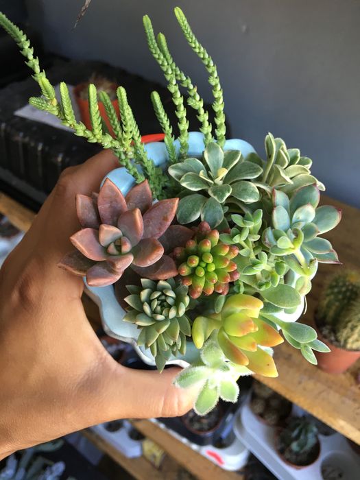 Набір свіжозрізаних сукулентів 250 грн