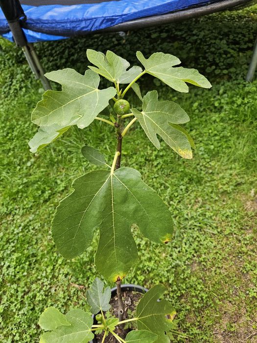 Drzewko figowe, owocujące