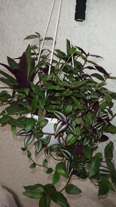 Продам композицію Традесканцій. Зебріна, Рео, Прирічна, Дисколор