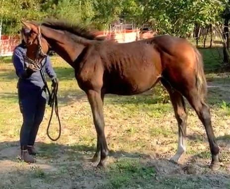 Odsadek klacz SP (po wlkp i kwpn)