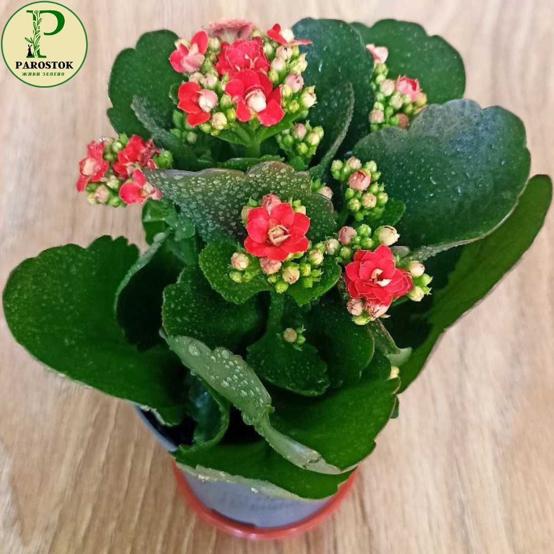 Колекція. Каланхое. Блоссфельда (Kalanchoe. Blossfeldiana).