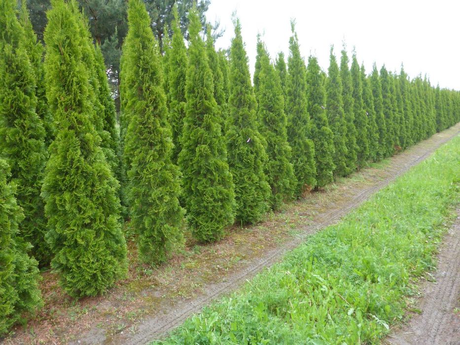 dowozimy i sadzimy ‼️ 300cm tuja SZMARAGD smaragd ‼️ PRODUCENT