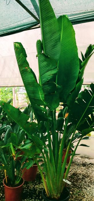 Palmeiras do Viajante Ravenala madagascariensis